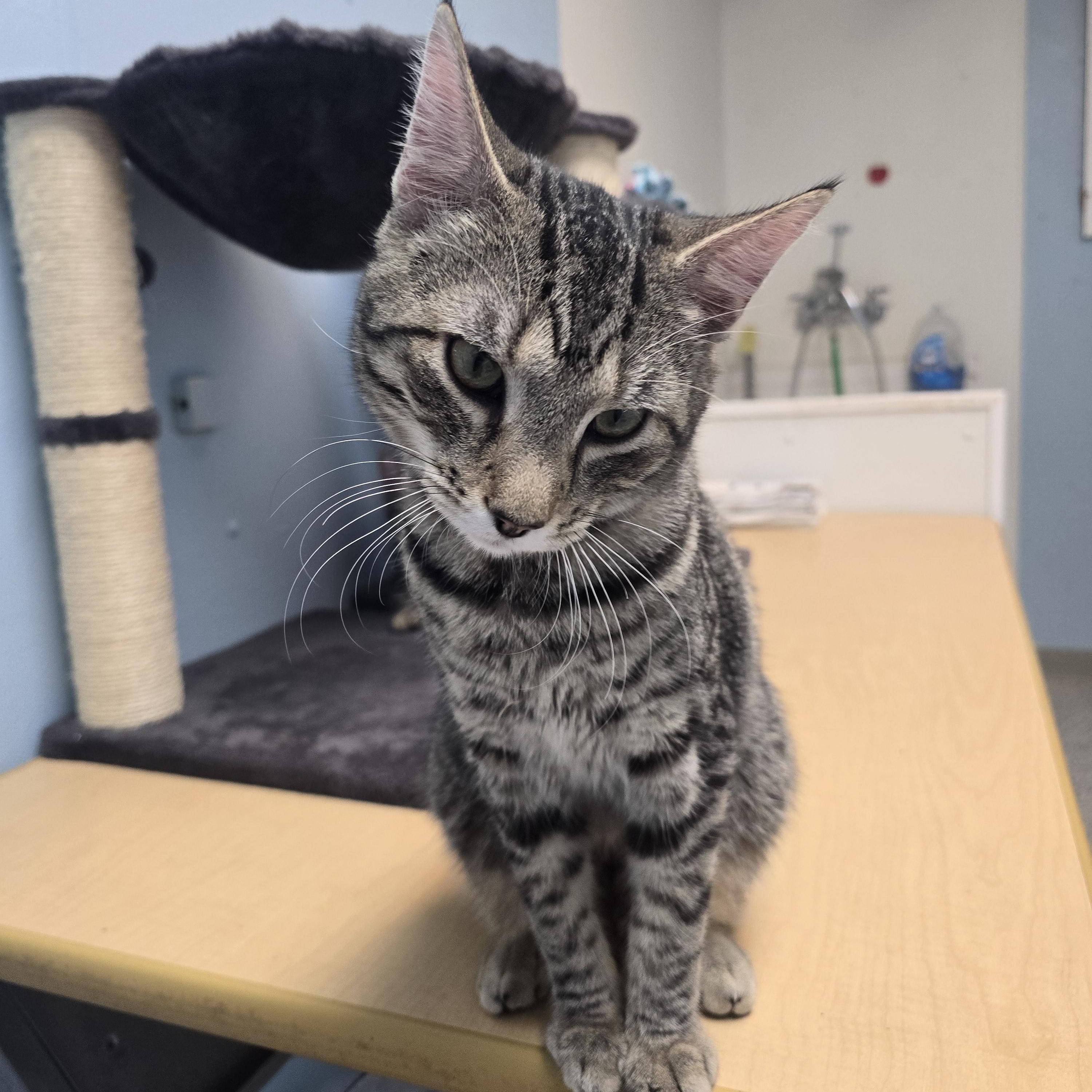 Enlarge Everest, a ADOPTABLE Domestic Short Hair in Farmington, MO image 2/2