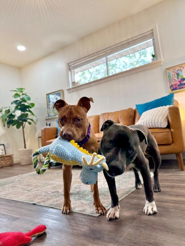 Mclovin Cuddles Comes with Extra Lovin — thumbnail 2