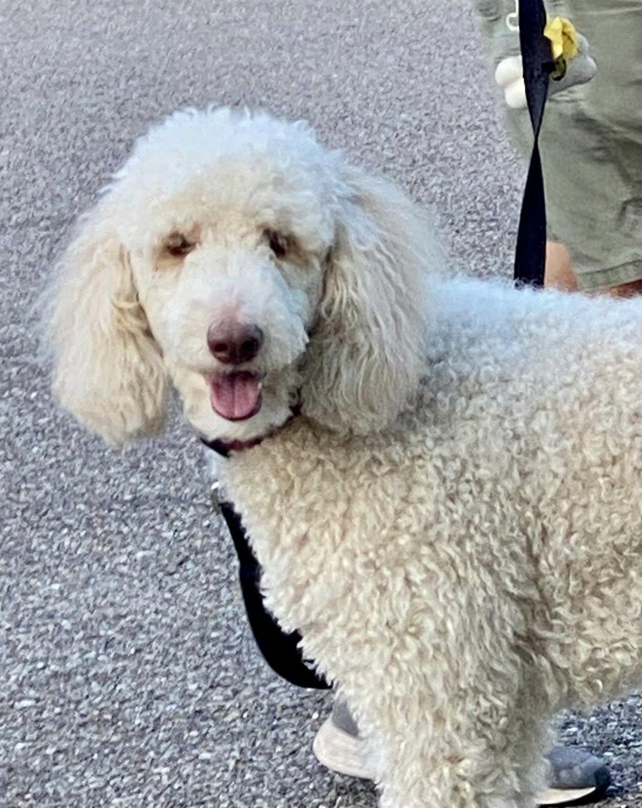Enlarge Laci Grace, a ADOPTABLE Poodle in Gonzales, LA image 2/2