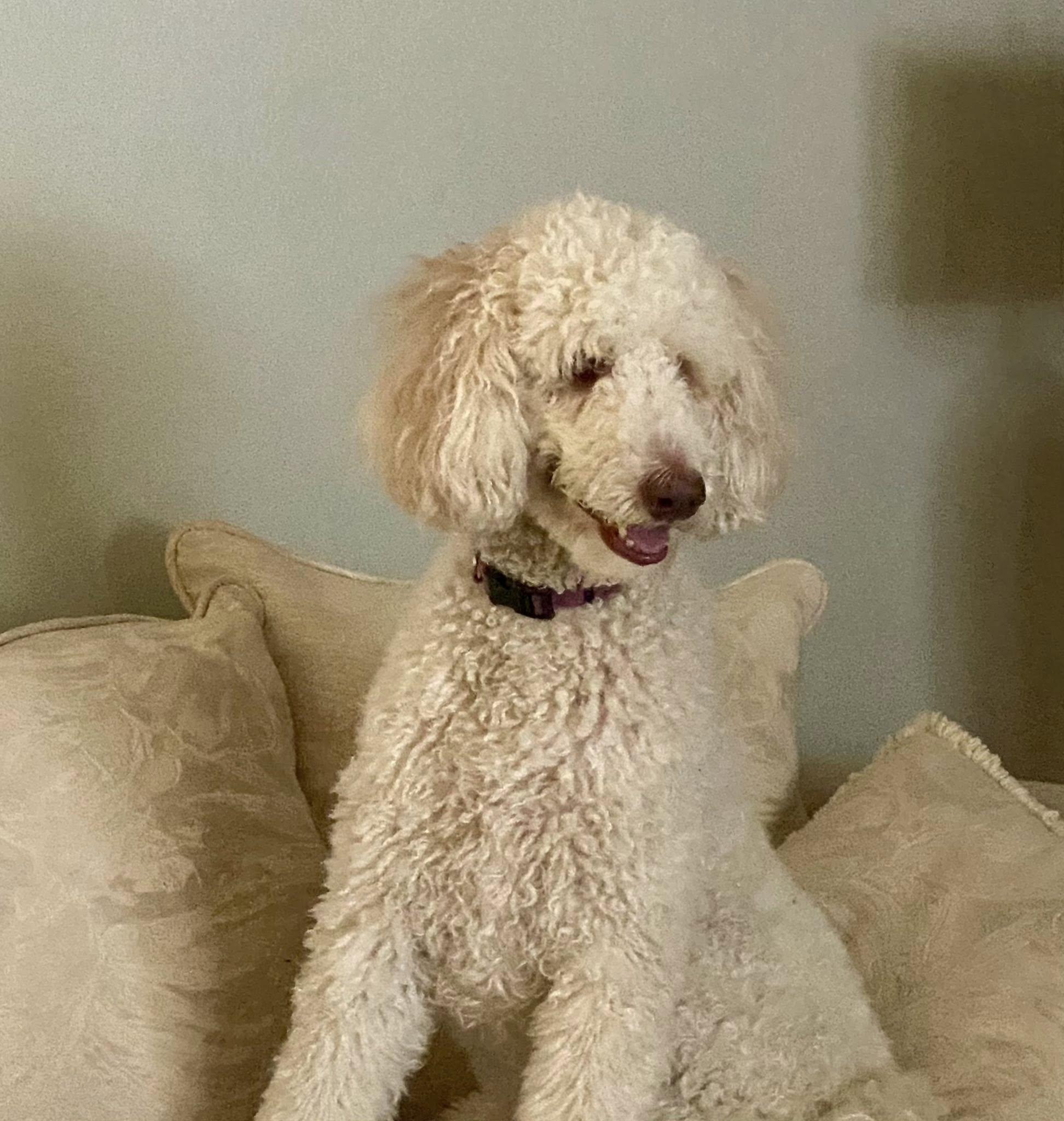 Enlarge Laci Grace, a ADOPTABLE Poodle in Gonzales, LA image 1/2