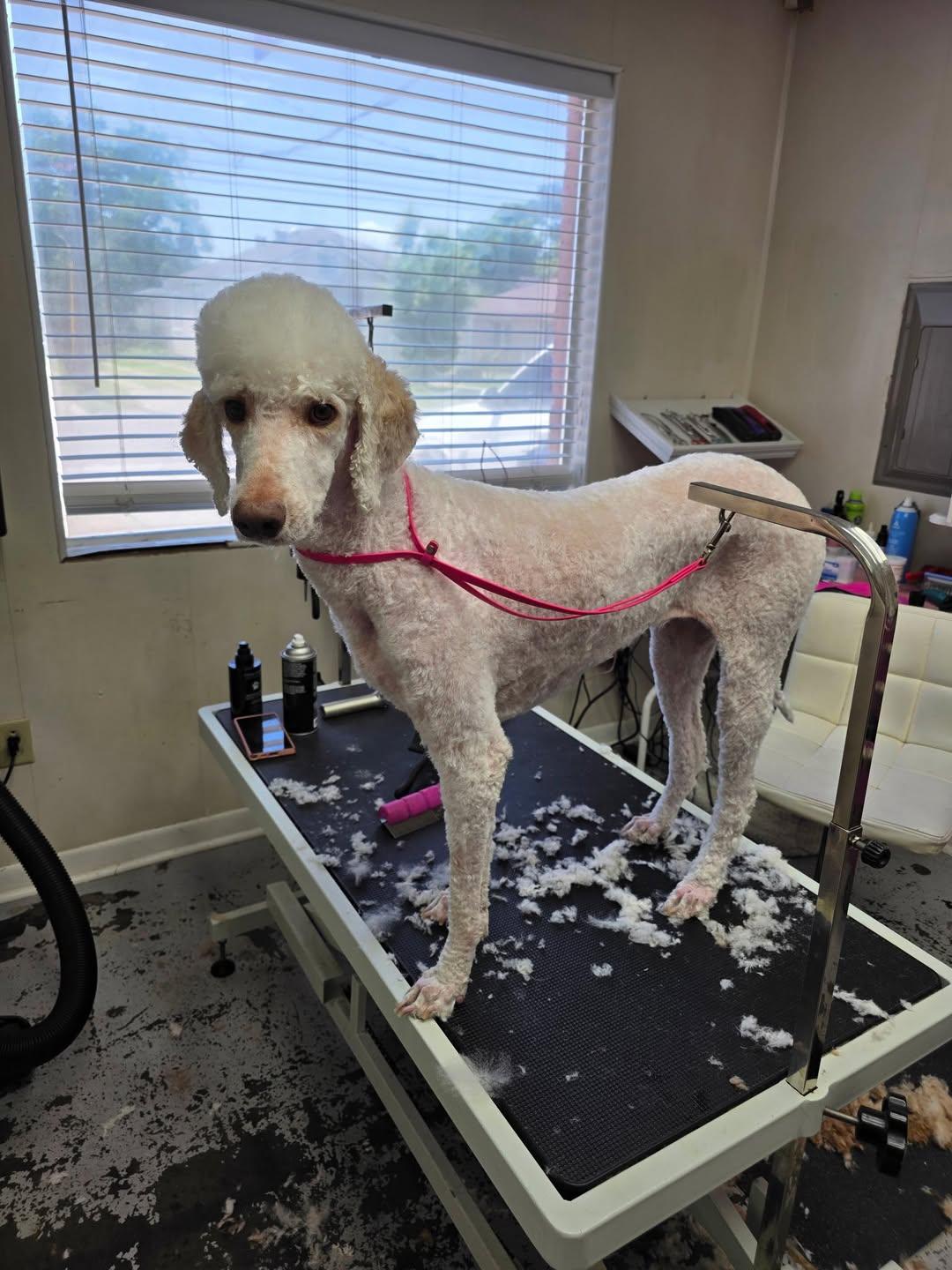 Enlarge Laci Grace, a ADOPTABLE Poodle in Gonzales, LA image 1/1