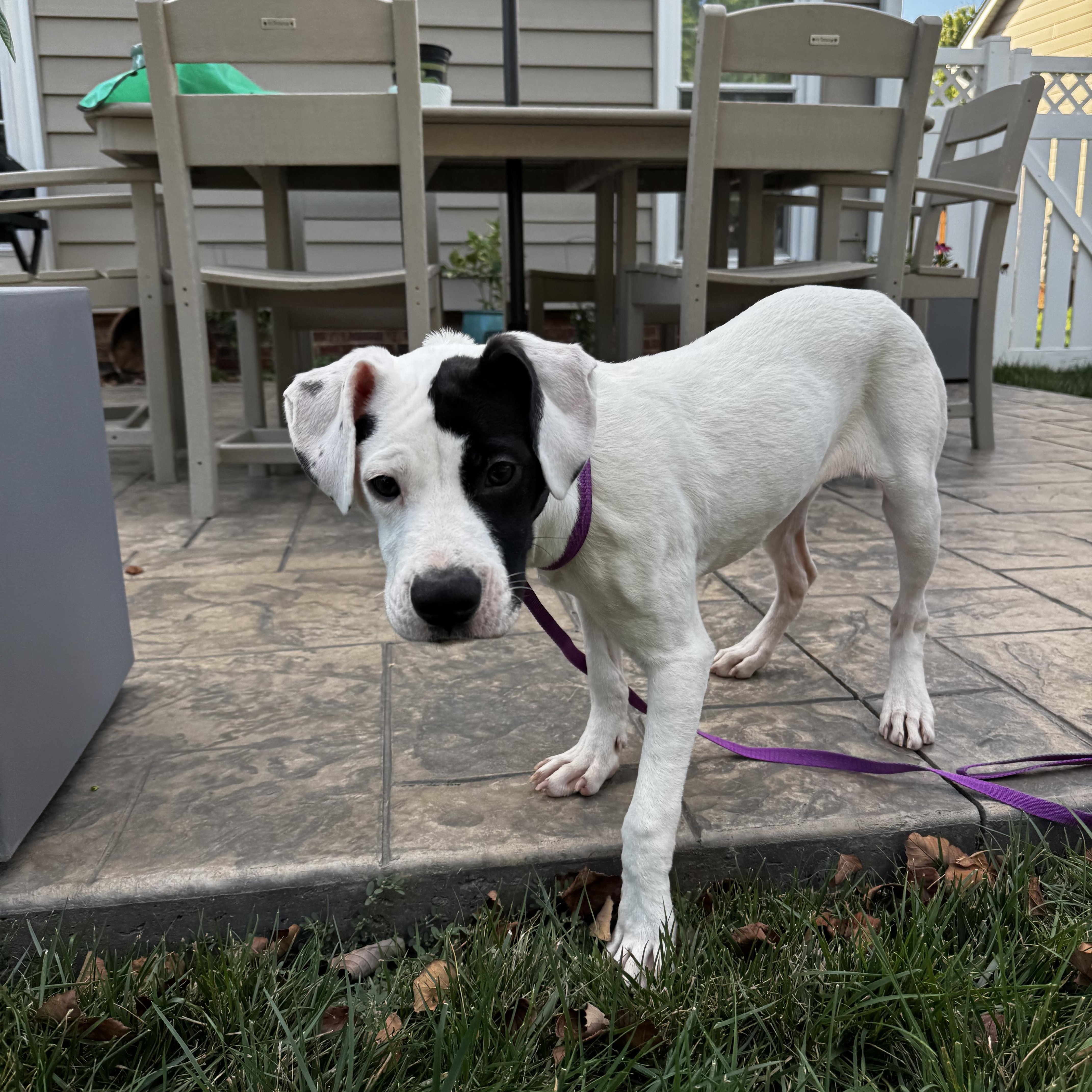 Malia, a Adoptable mixed breed in Rock Hill, SC image 2/4