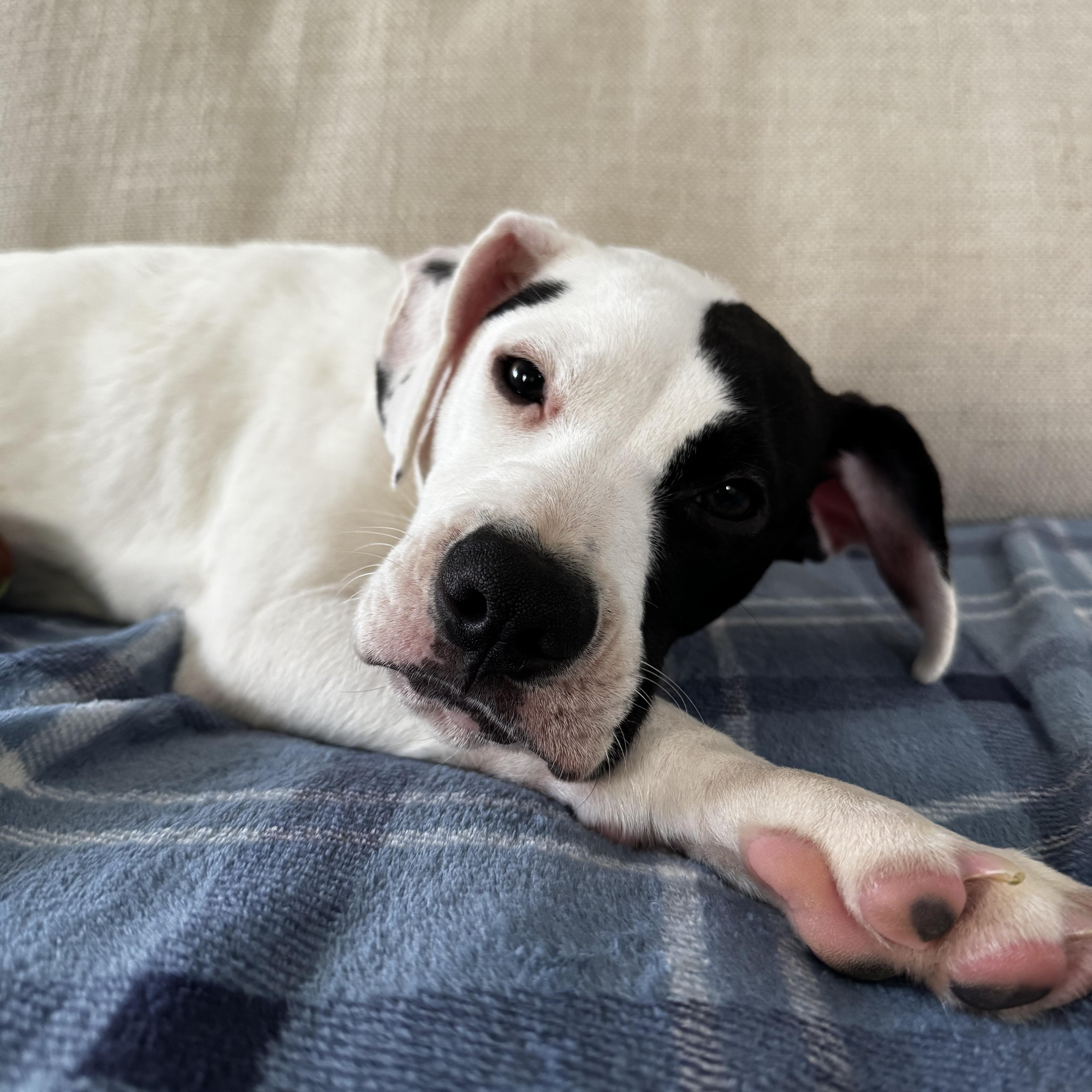 Malia, a Adoptable mixed breed in Rock Hill, SC image 1/4