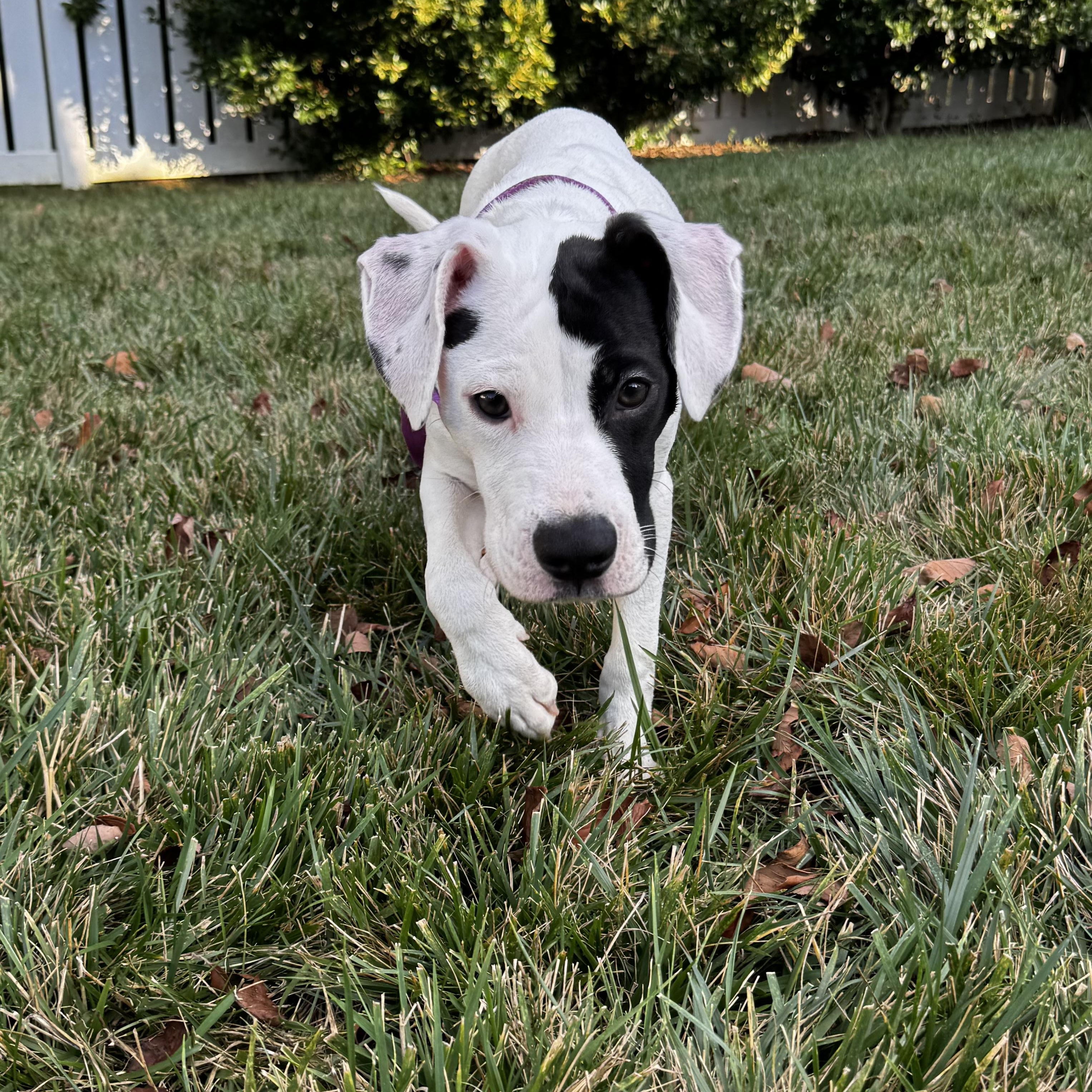 Malia, a Adoptable mixed breed in Rock Hill, SC image 3/4