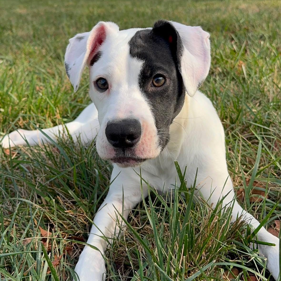 Malia, Adoptable, Puppy Female Mixed Breed.