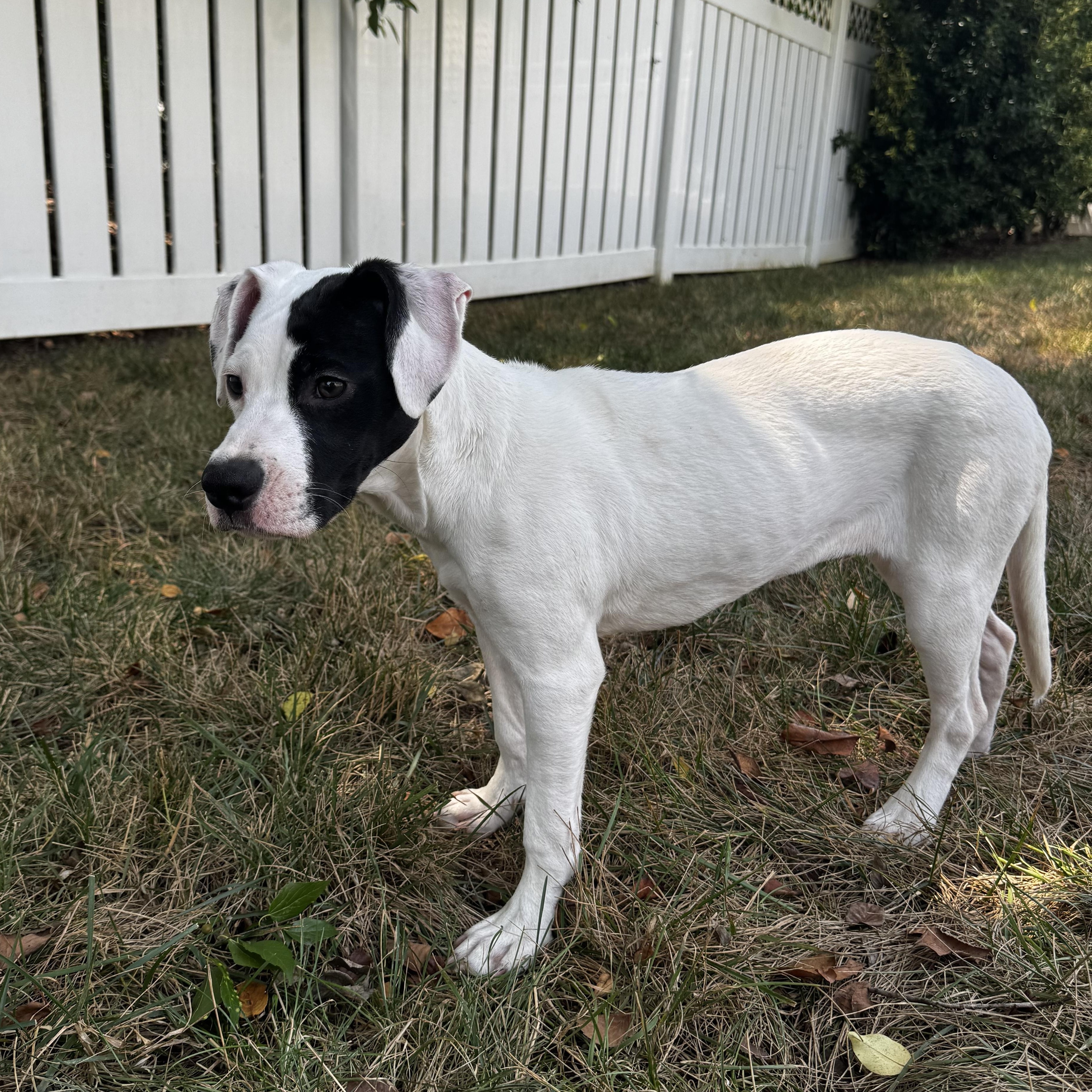 Malia, a Adoptable mixed breed in Rock Hill, SC image 4/4