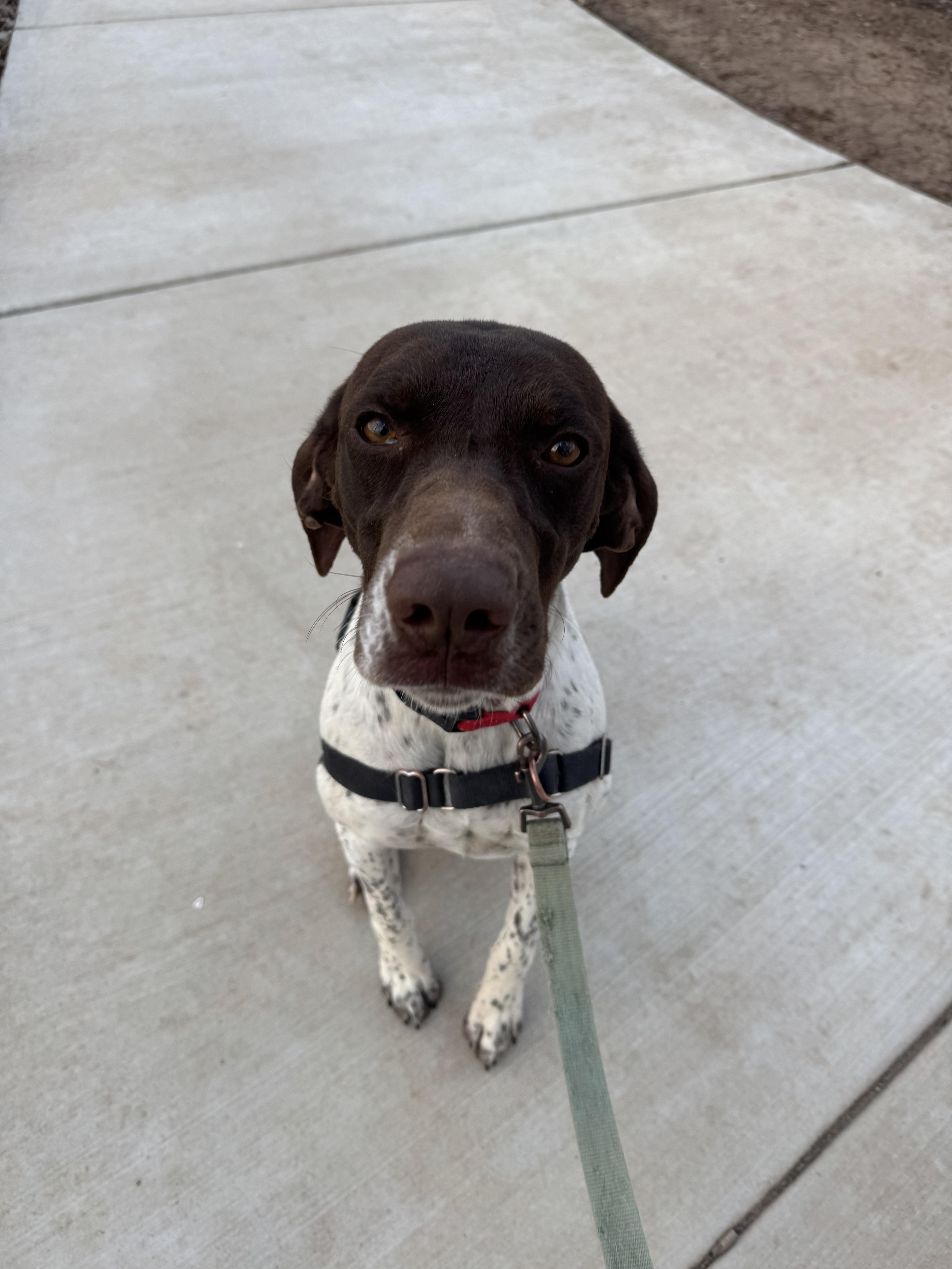 Callie, Adoptable, Adult Female German Shorthaired Pointer.