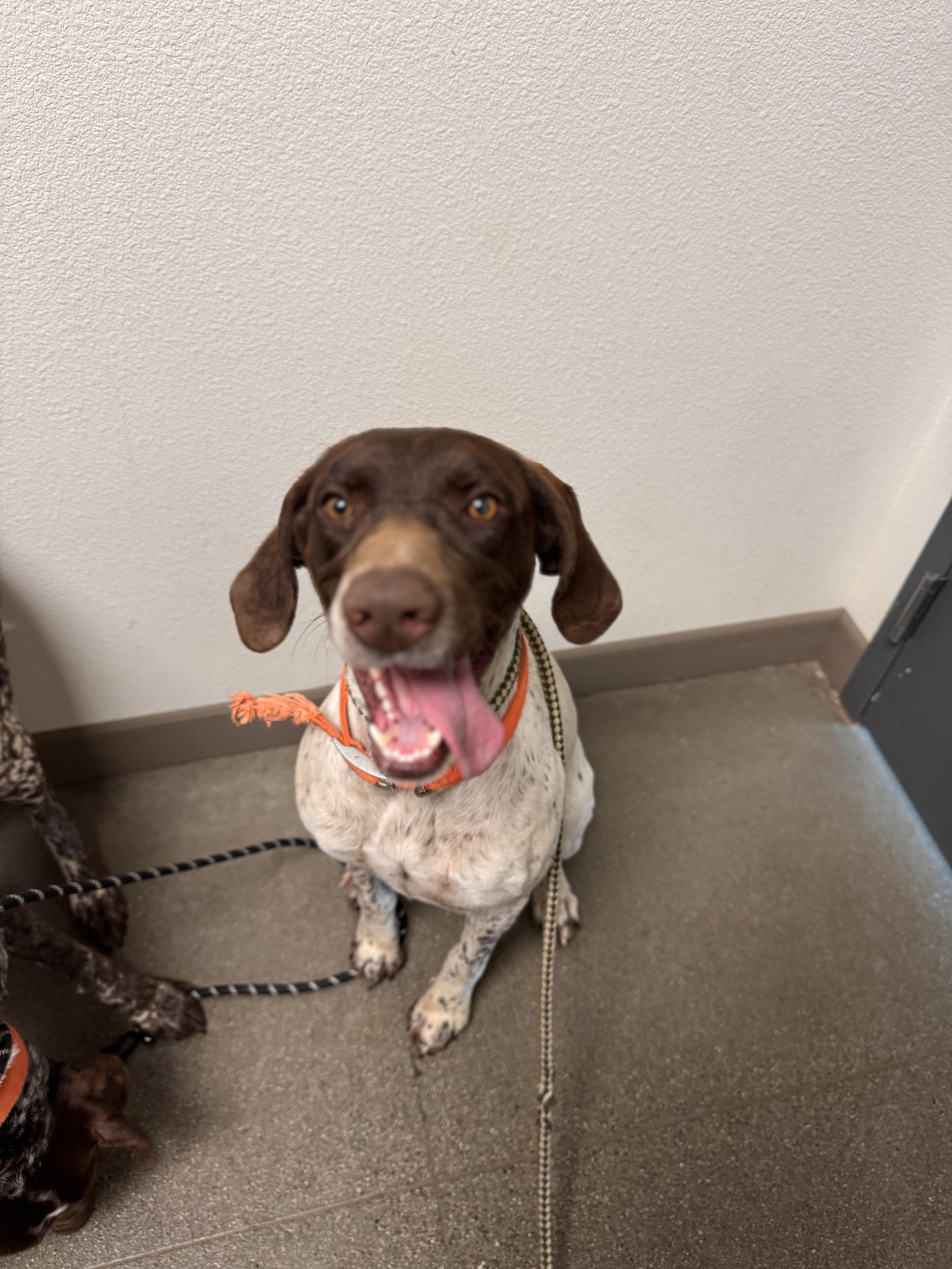 Callie, a Adoptable German Shorthaired Pointer in Chico, CA image 3/3