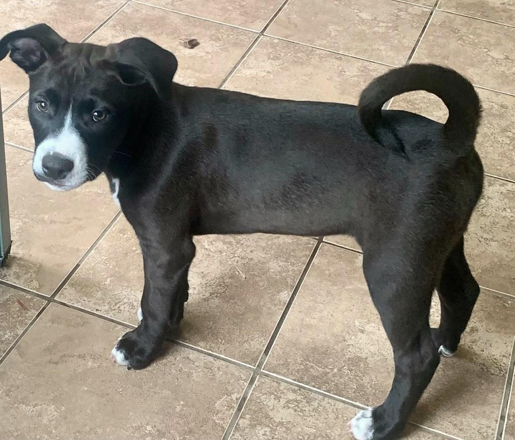 Tripp, Baby Male Terrier