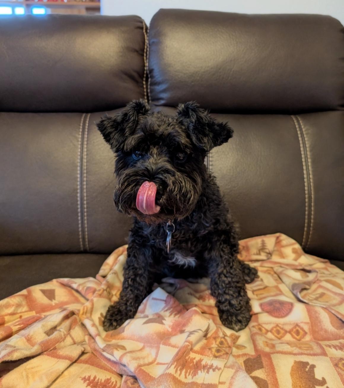 Lizzy, an adoptable Miniature Schnauzer in Powell Butte, OR, 97753 | Photo Image 1
