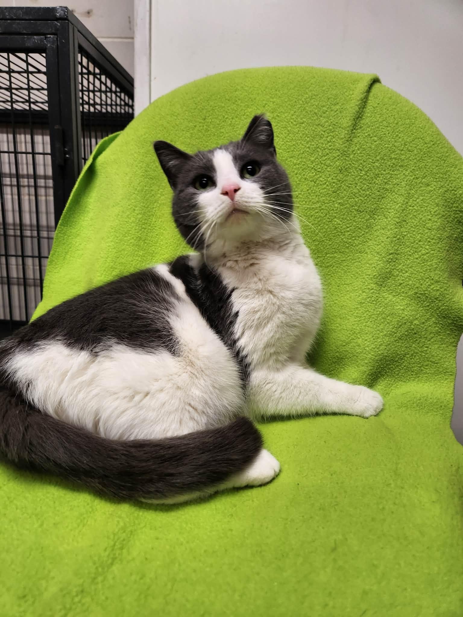 Miss Fluffins, Adoptable, Adult Female Domestic Short Hair.