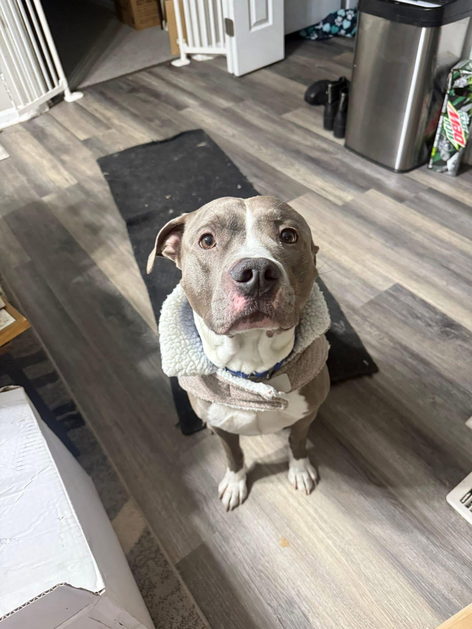 Rocky, Adopted, Adult Male American Staffordshire Terrier.