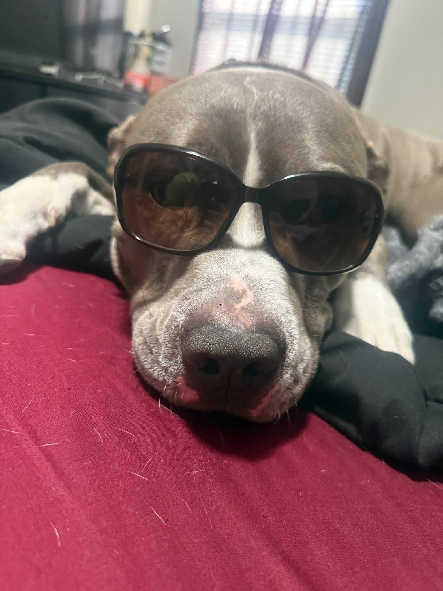 Rocky, a Adopted mixed breed in Batavia, OH image 2/5