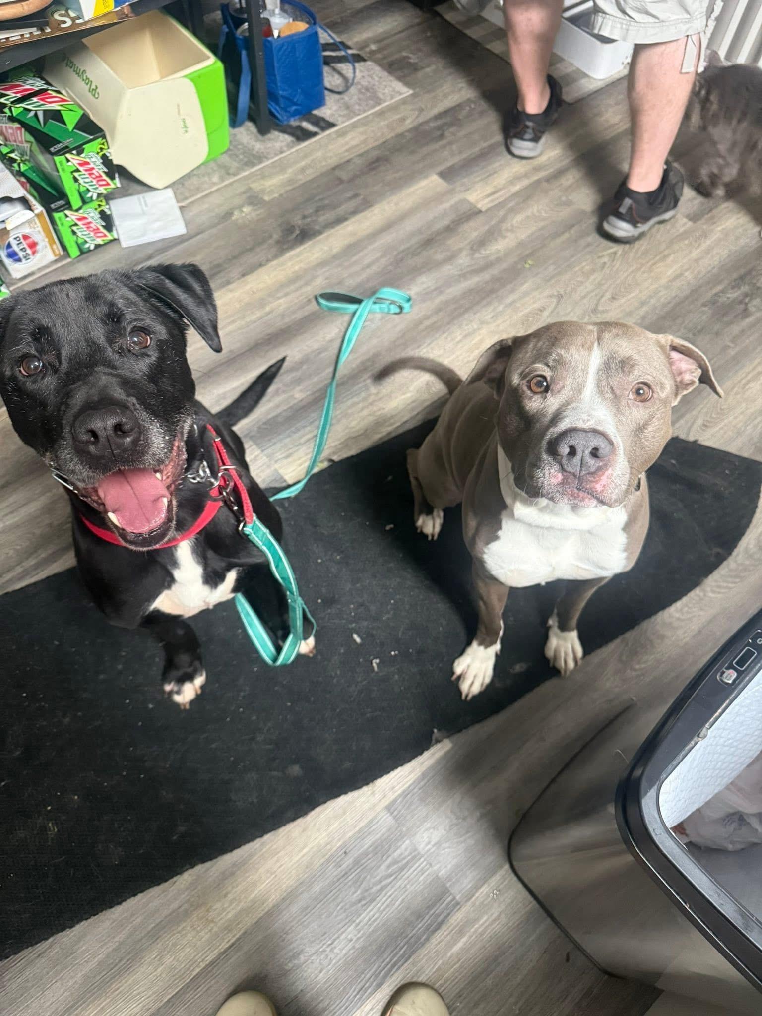 Rocky, a Adopted mixed breed in Batavia, OH image 3/5