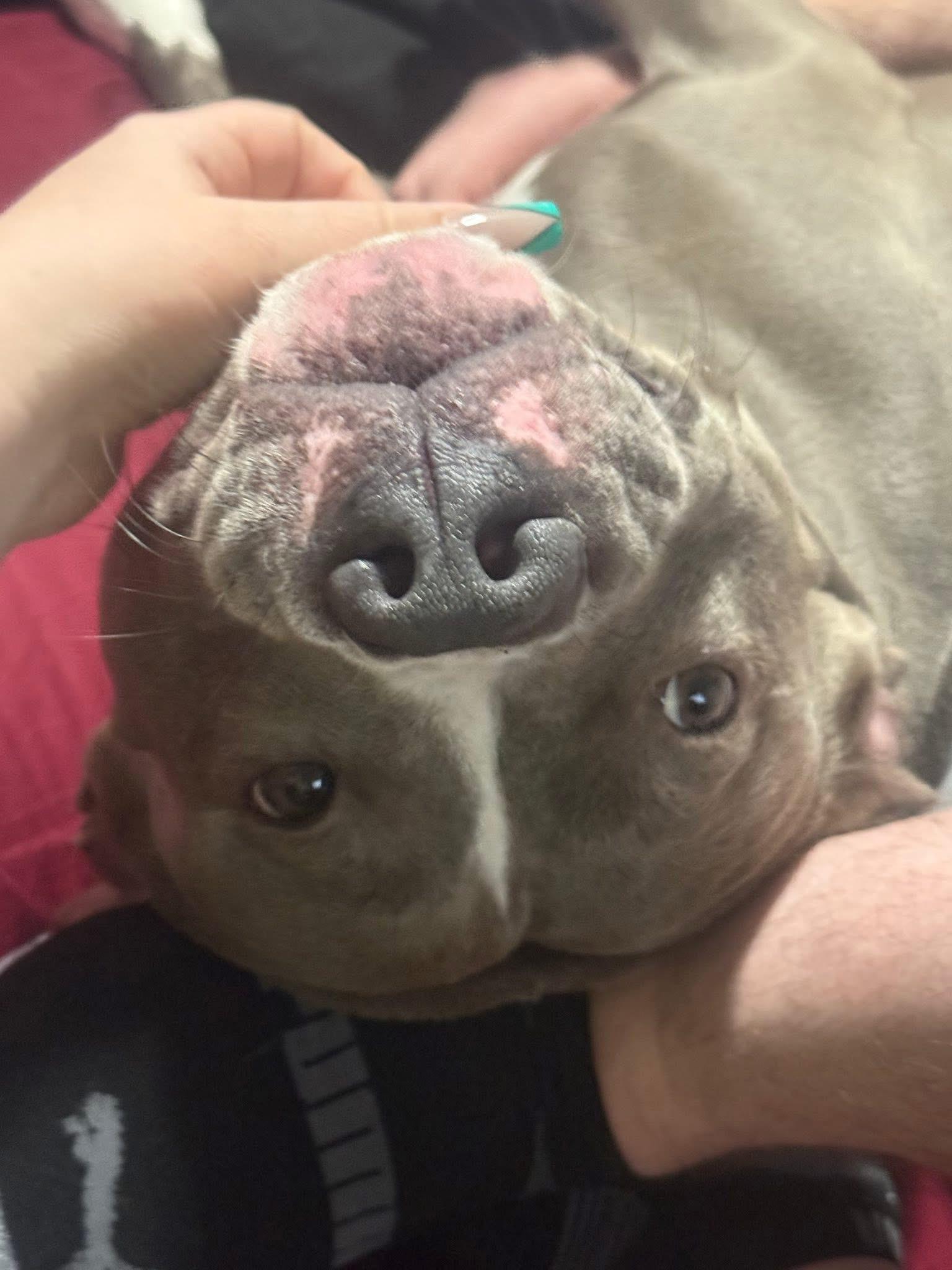 Rocky, a Adopted mixed breed in Batavia, OH image 4/5