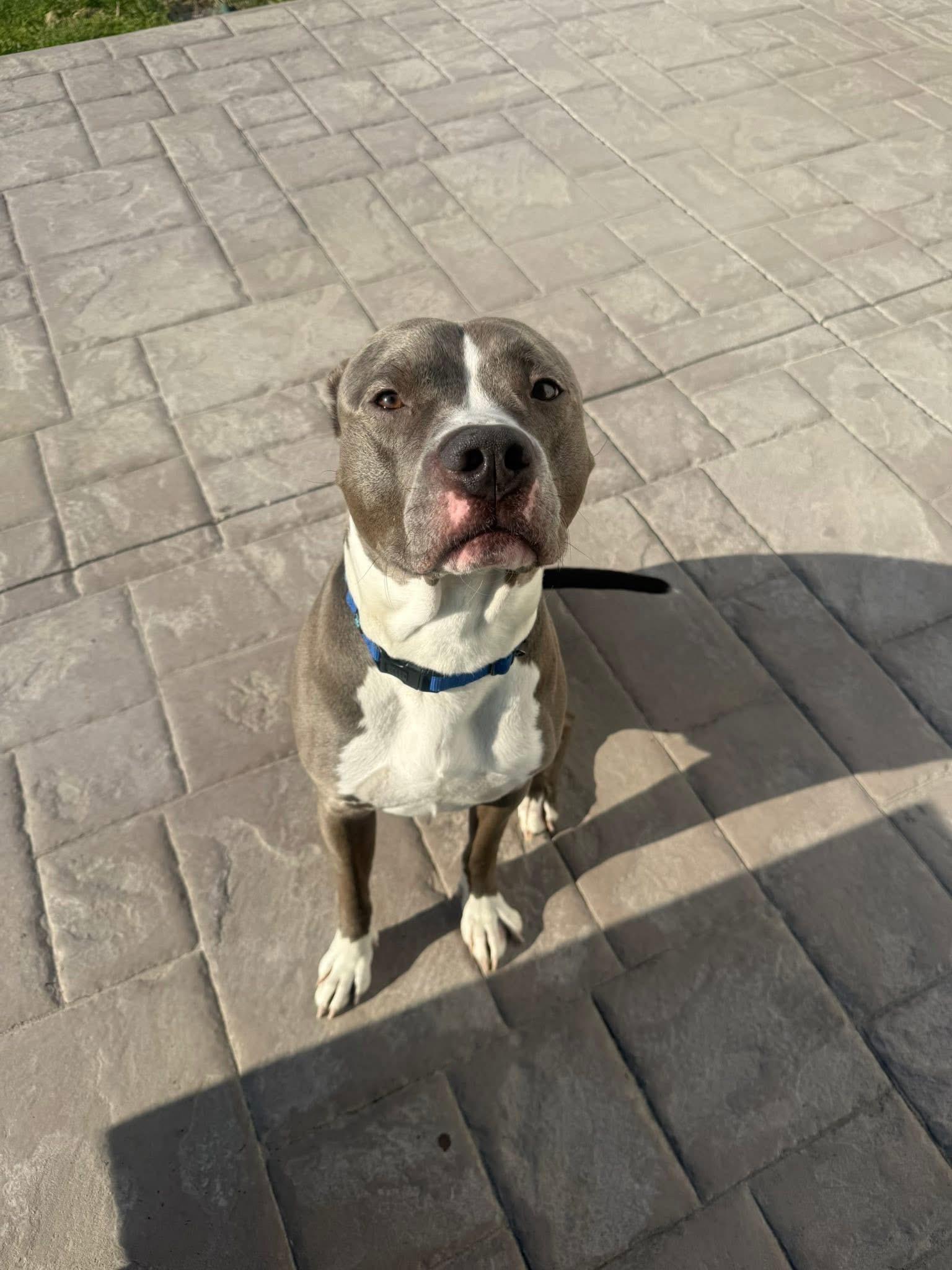 Rocky, a Adopted mixed breed in Batavia, OH image 5/5