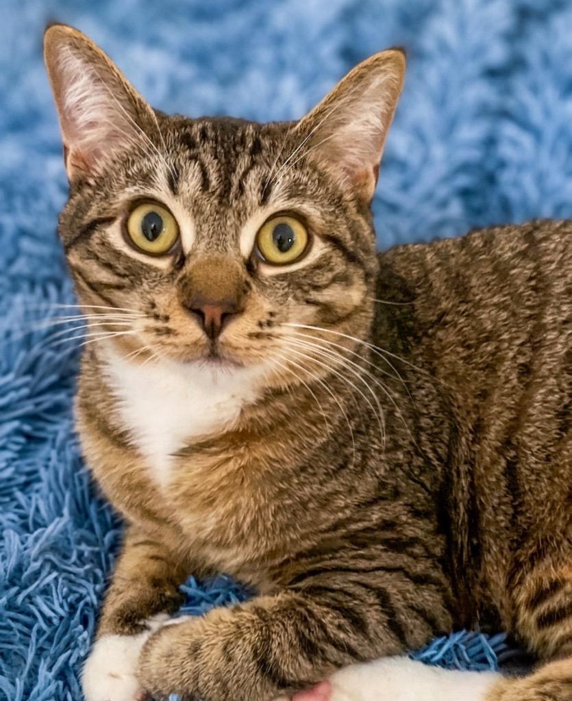 Enlarge Garfunkel, a Adoptable Domestic Short Hair in Vashon, WA image 1/2