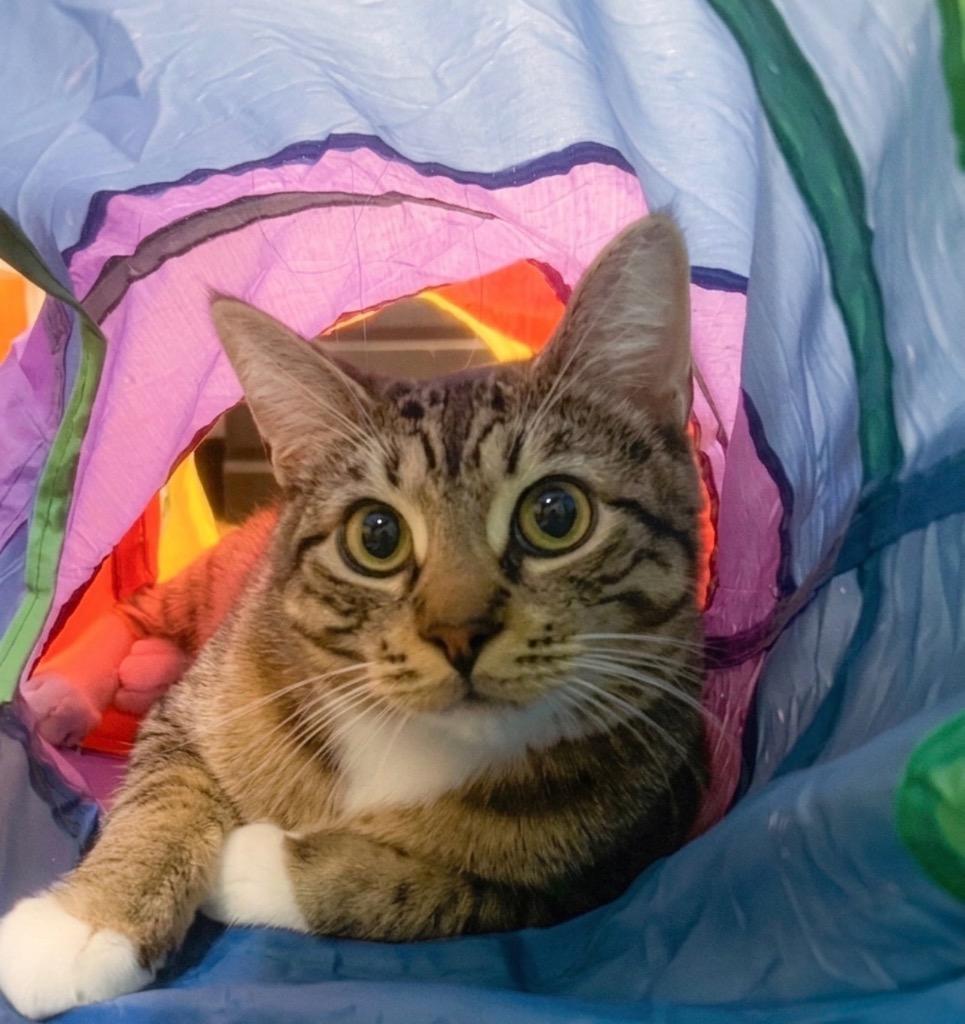 Enlarge Garfunkel, a Adoptable Domestic Short Hair in Vashon, WA image 2/2