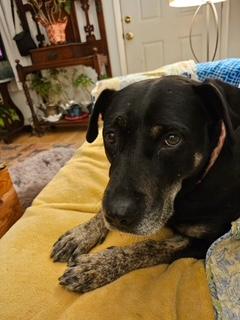 Bo Peep, Adoptable, Senior Female Hound.