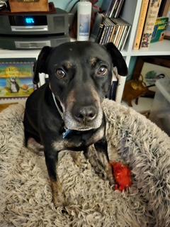 Bo Peep, Adoptable, Senior Female Hound.
