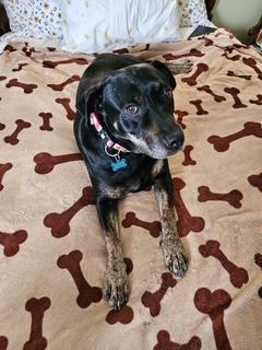 Enlarge Bo Peep, a Adoptable mixed breed in Fairfax, VA image 4/4