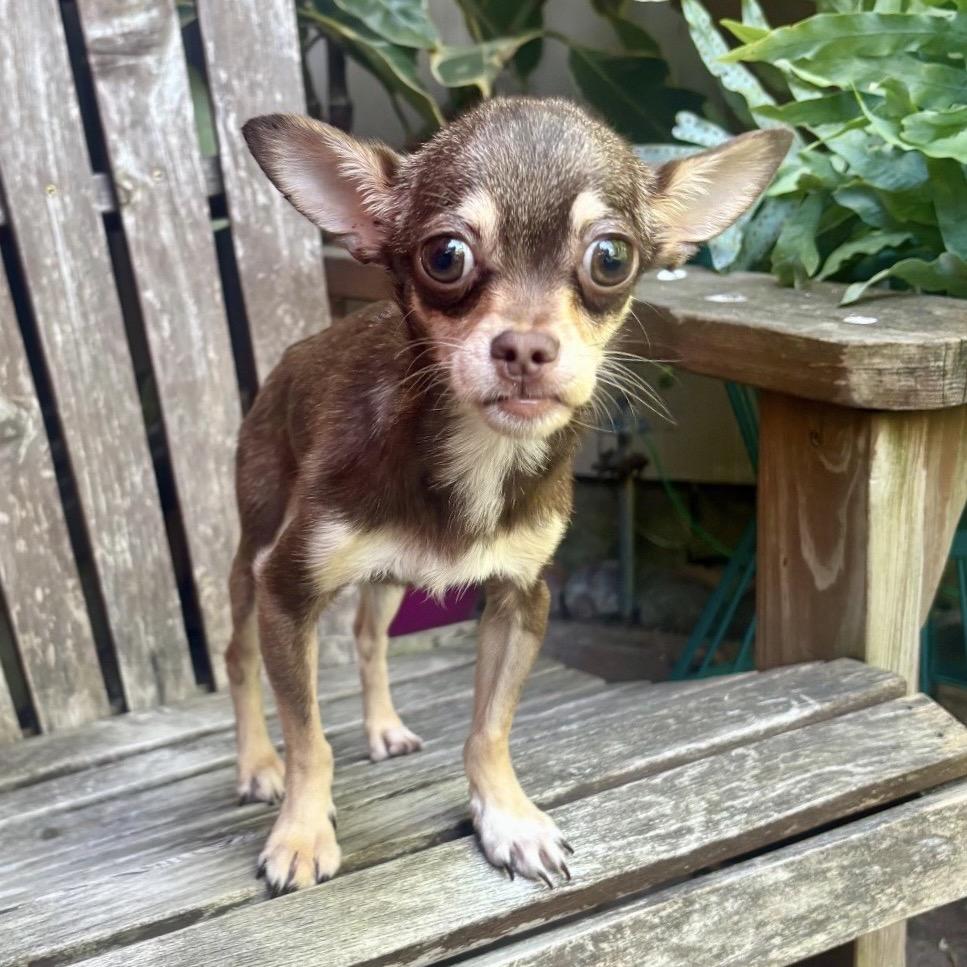 Enlarge GENA, a Adoptable Chihuahua in Berlin, NJ image 3/6