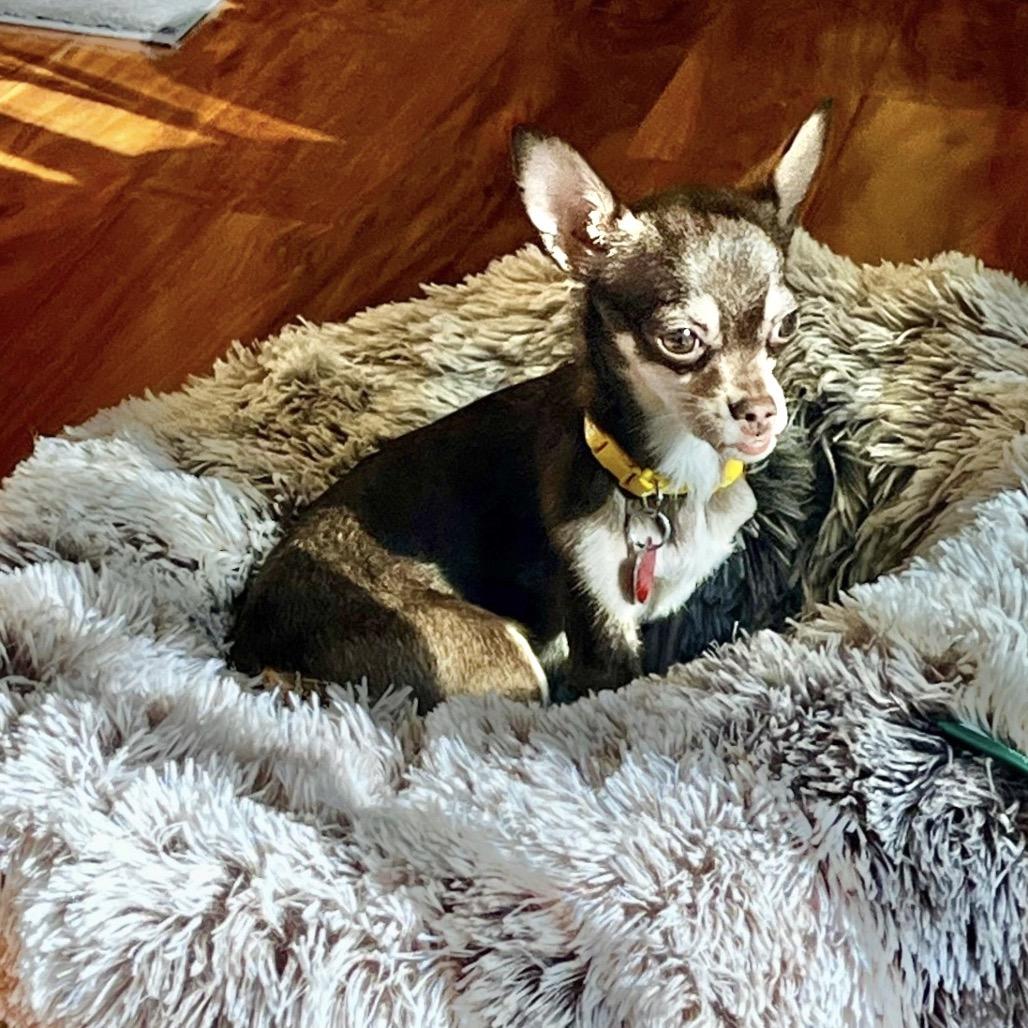 Enlarge GENA, a Adoptable Chihuahua in Berlin, NJ image 5/6
