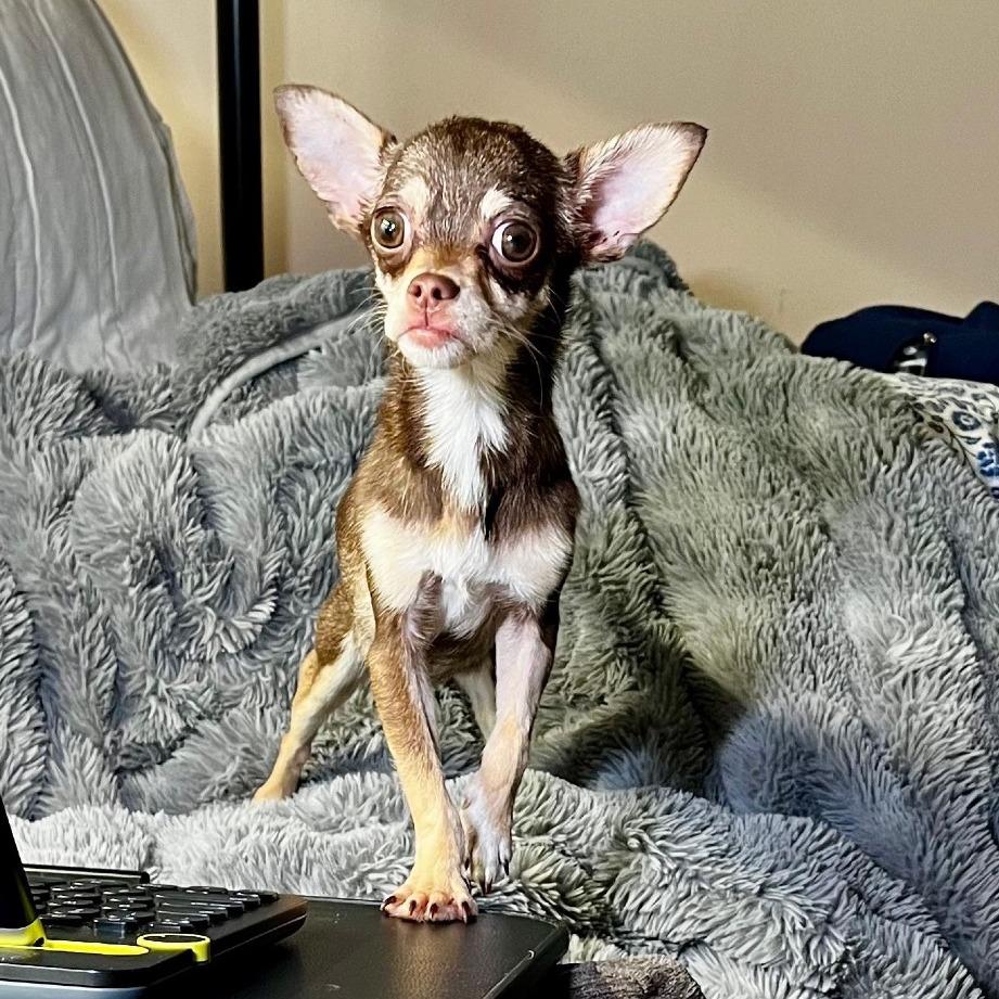 Enlarge GENA, a Adoptable Chihuahua in Berlin, NJ image 6/6