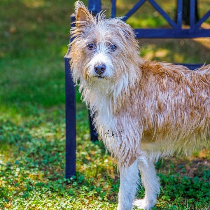 Scooby, a Adoptable Portuguese Podengo in Swanzey, NH image 3/4