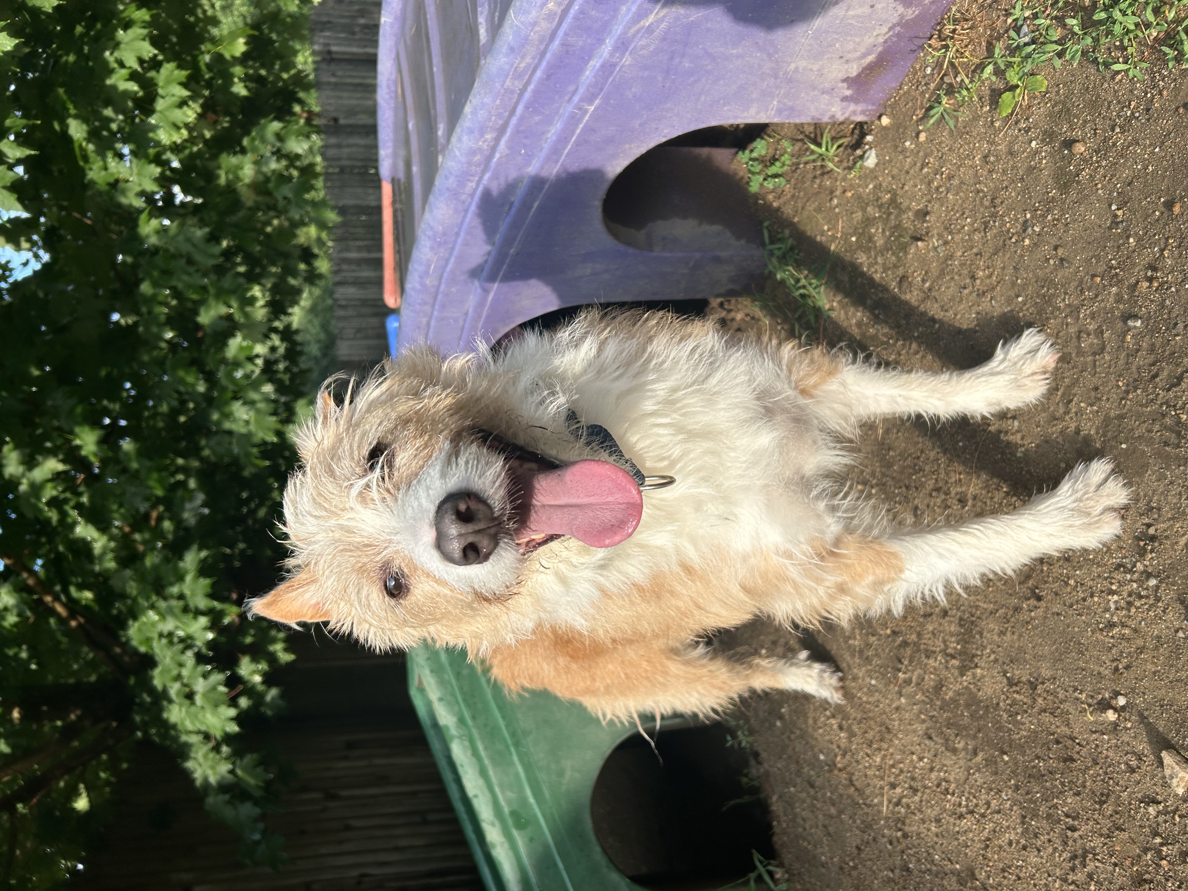 Scooby, Adoptable, Adult Male Portuguese Podengo.