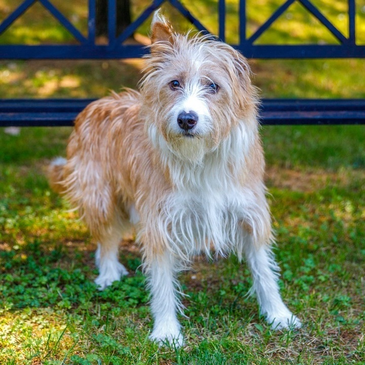 Scooby, a Adoptable Portuguese Podengo in Swanzey, NH image 4/4
