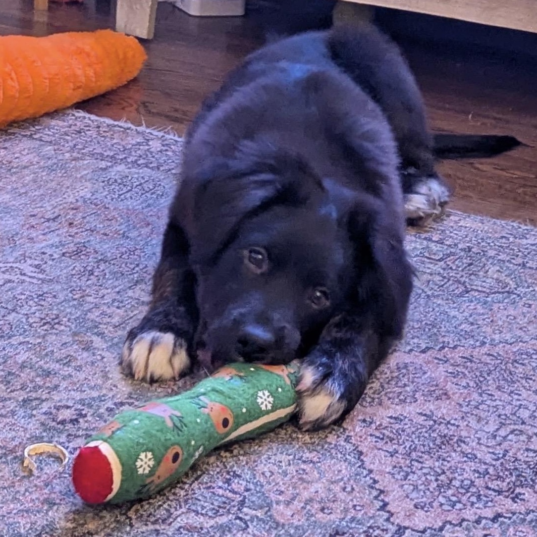 Enlarge Teddy, a ADOPTABLE mixed breed in South Plainfield, NJ image 5/6