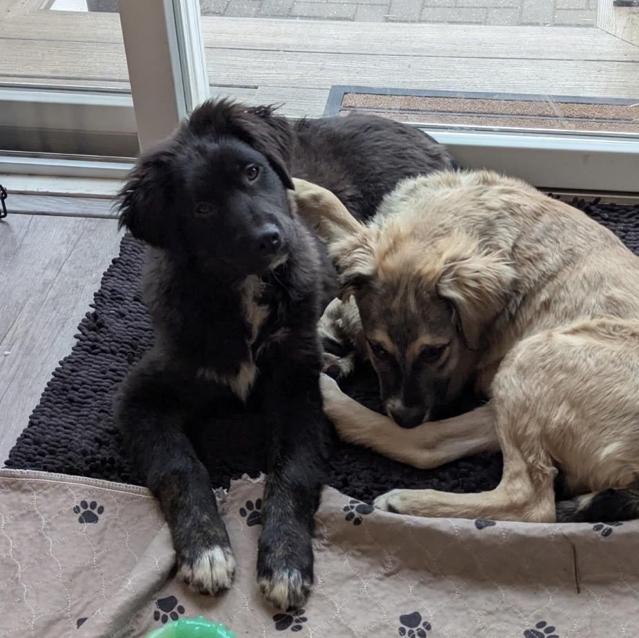 Enlarge Teddy, a ADOPTABLE mixed breed in South Plainfield, NJ image 4/6