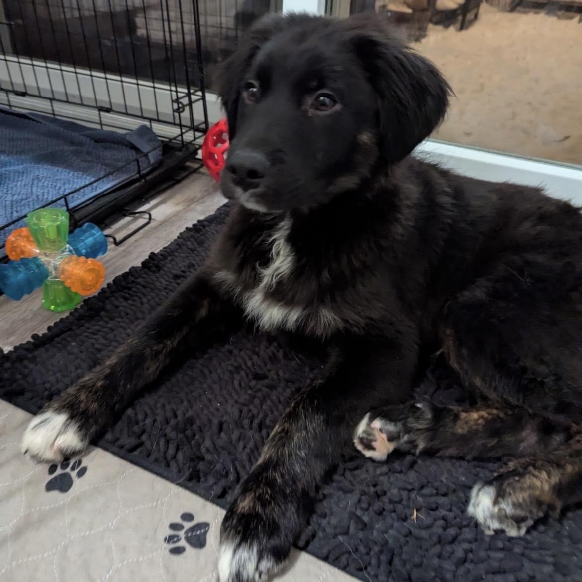 Enlarge Teddy, a ADOPTABLE mixed breed in South Plainfield, NJ image 6/6