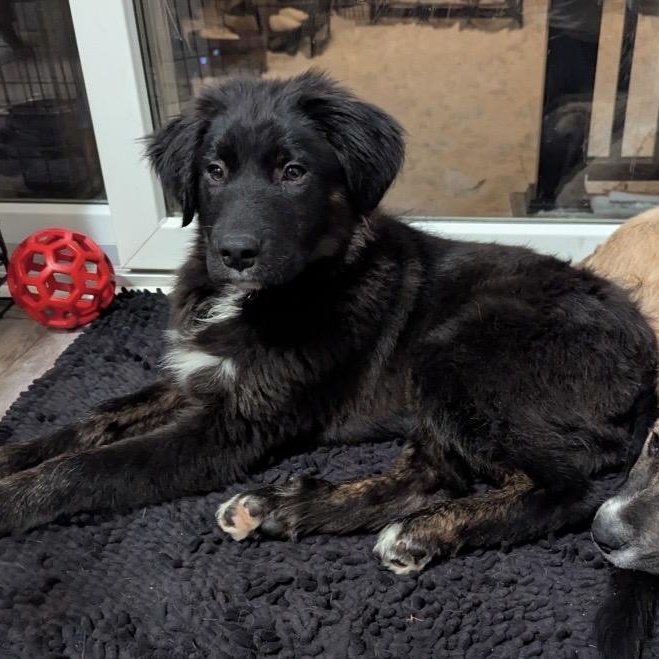 Enlarge Teddy, a ADOPTABLE mixed breed in South Plainfield, NJ image 3/6