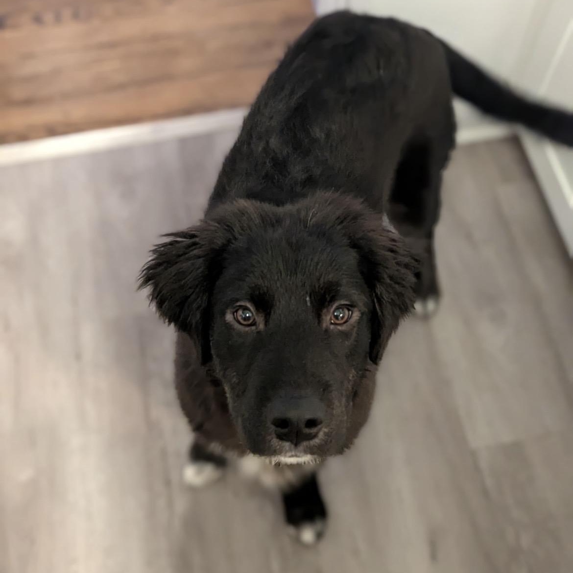 Teddy, ADOPTABLE, Puppy Male Great Pyrenees & Shepherd.