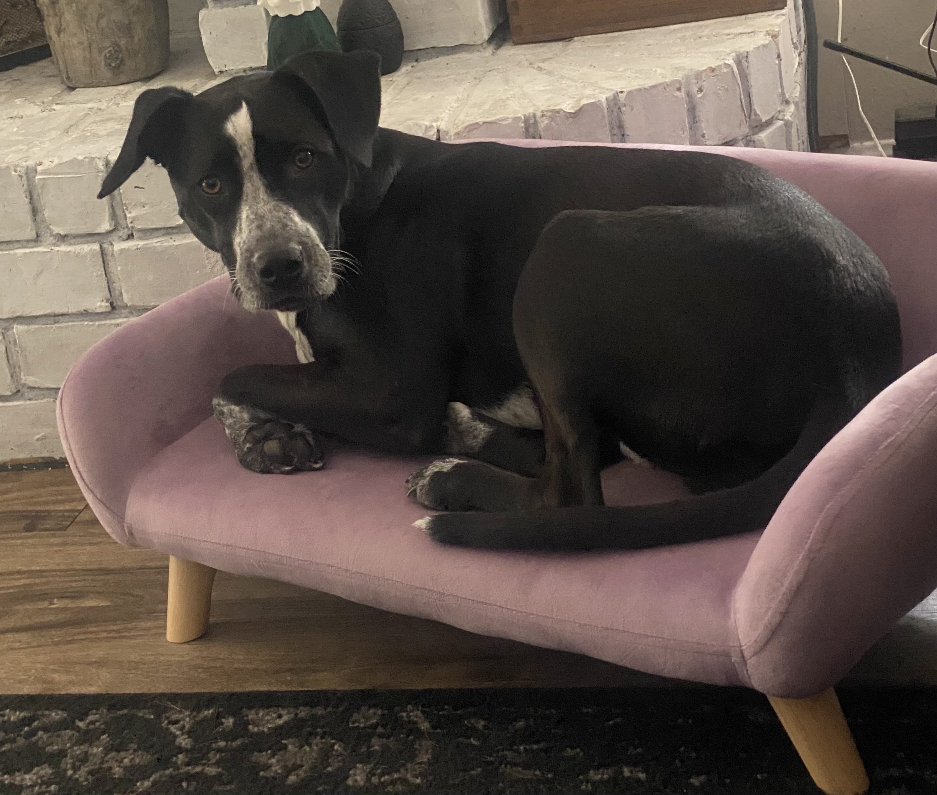 Enlarge Chance, a Adoptable mixed breed in Lufkin, TX image 1/4