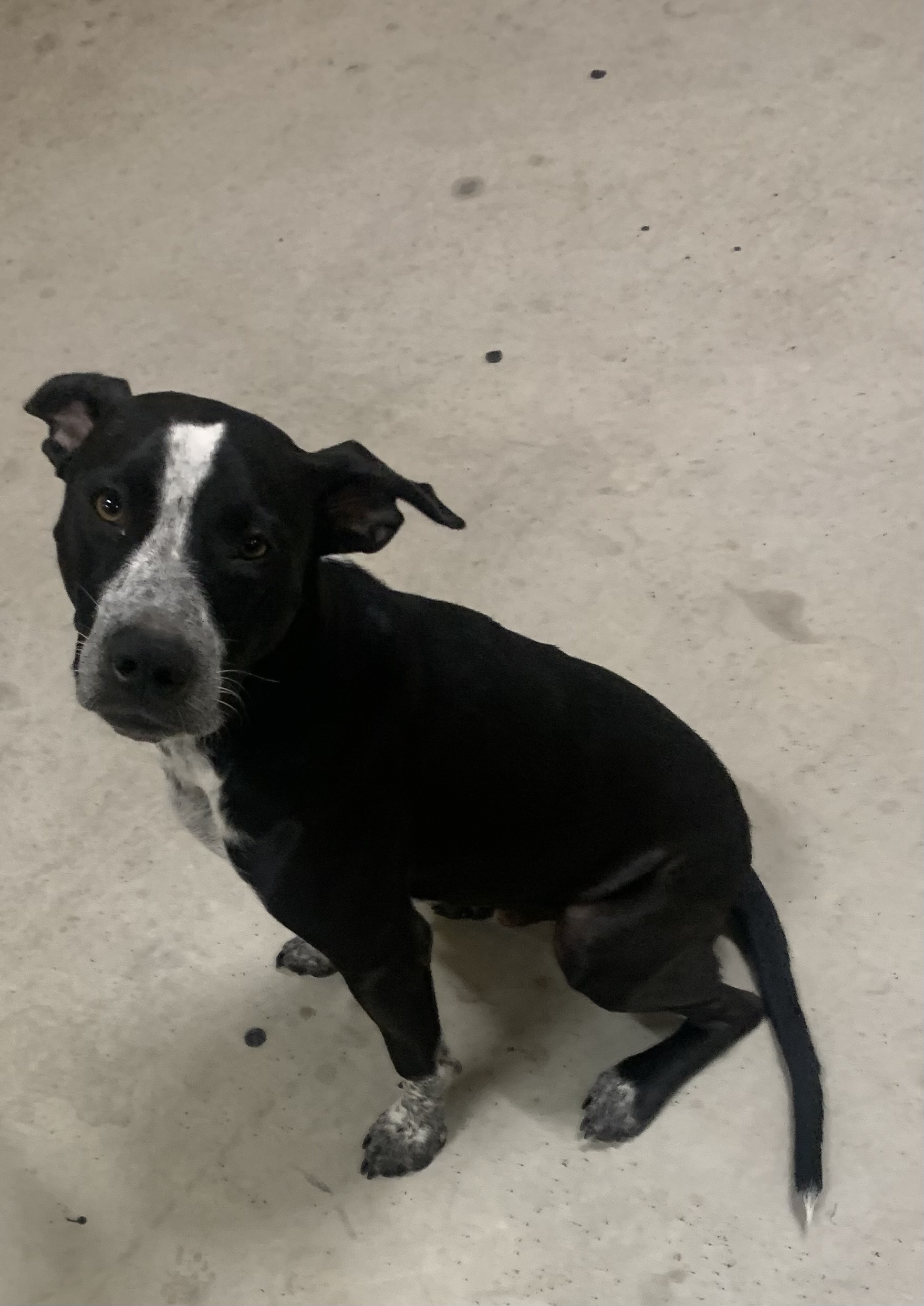 Enlarge Chance, a Adoptable mixed breed in Lufkin, TX image 2/4