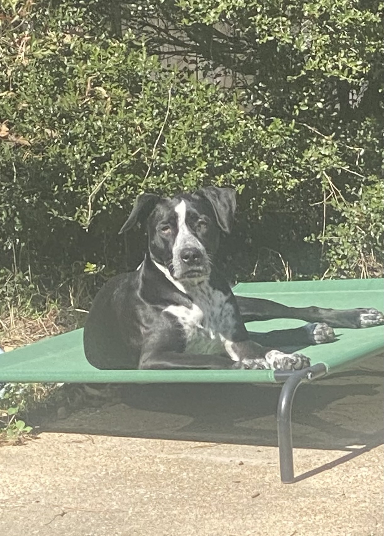 Enlarge Chance, a Adoptable mixed breed in Lufkin, TX image 3/4