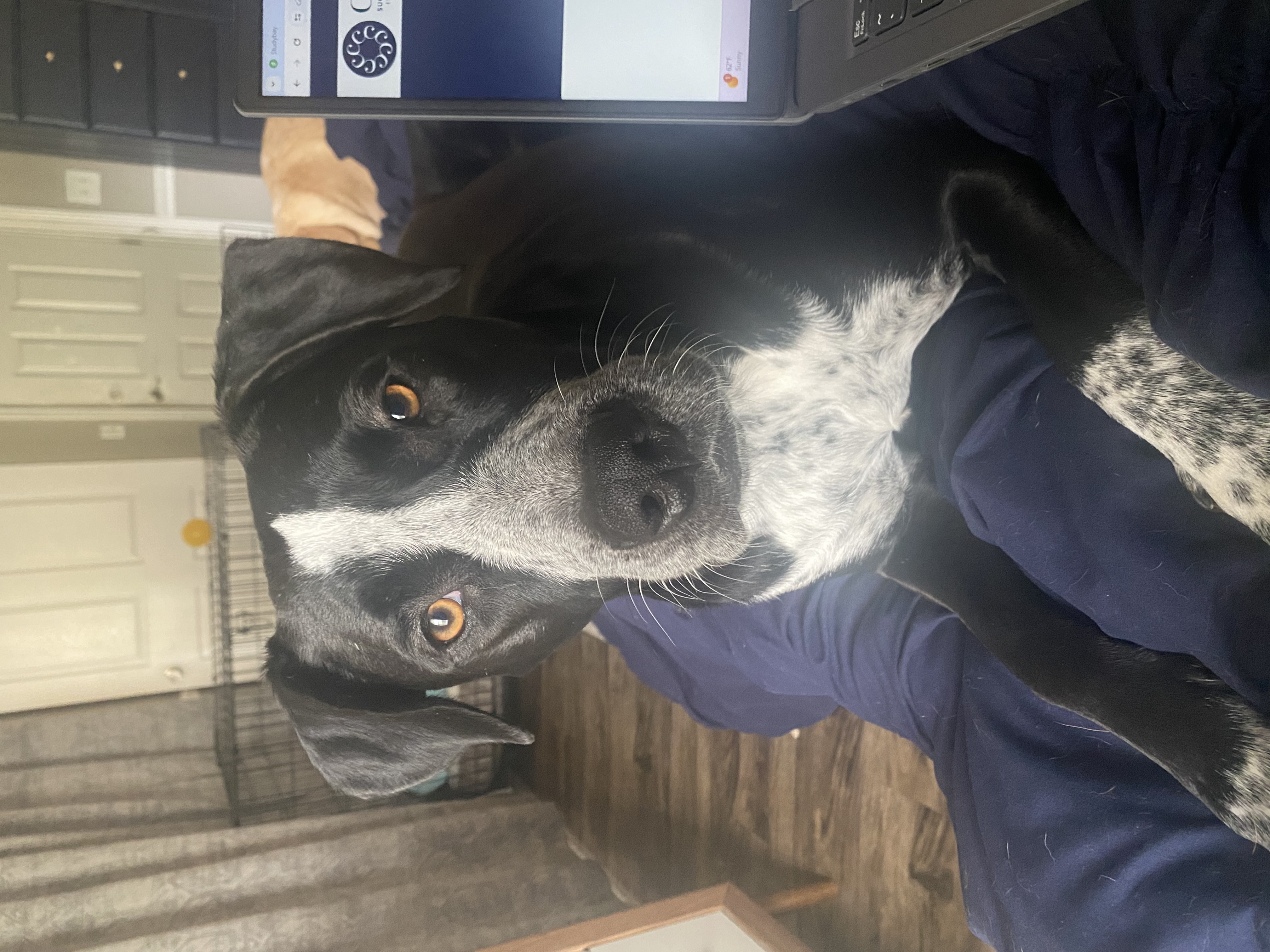 Enlarge Chance, a Adoptable mixed breed in Lufkin, TX image 4/4