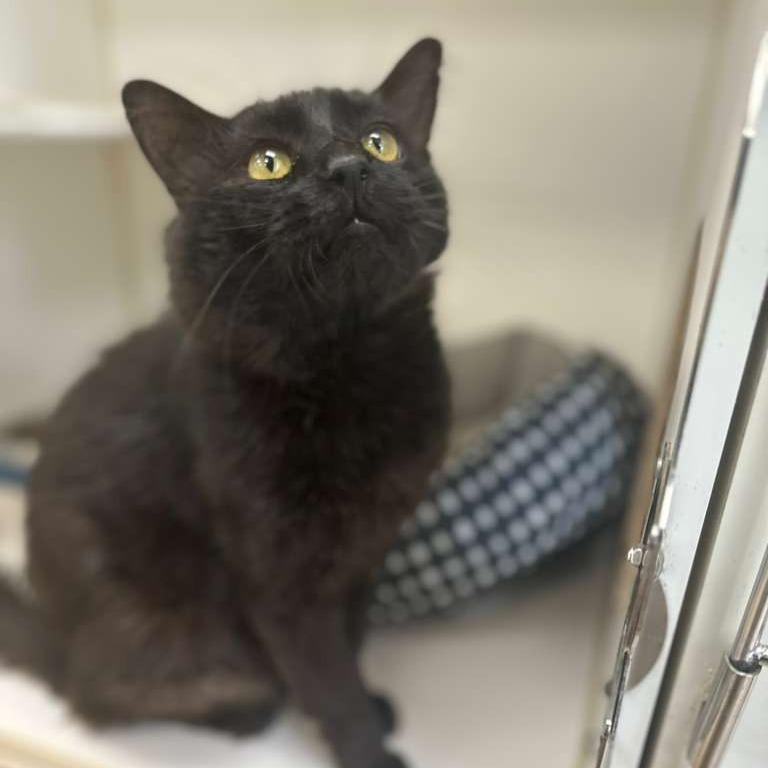 Enlarge Banks, a Adoptable Domestic Short Hair in Gadsden, AL image 1/3