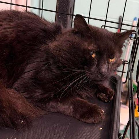 Enlarge Banks, a Adoptable Domestic Short Hair in Gadsden, AL image 1/1