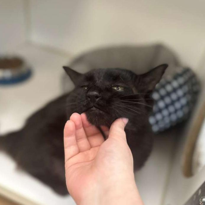 Enlarge Banks, a Adoptable Domestic Short Hair in Gadsden, AL image 3/3