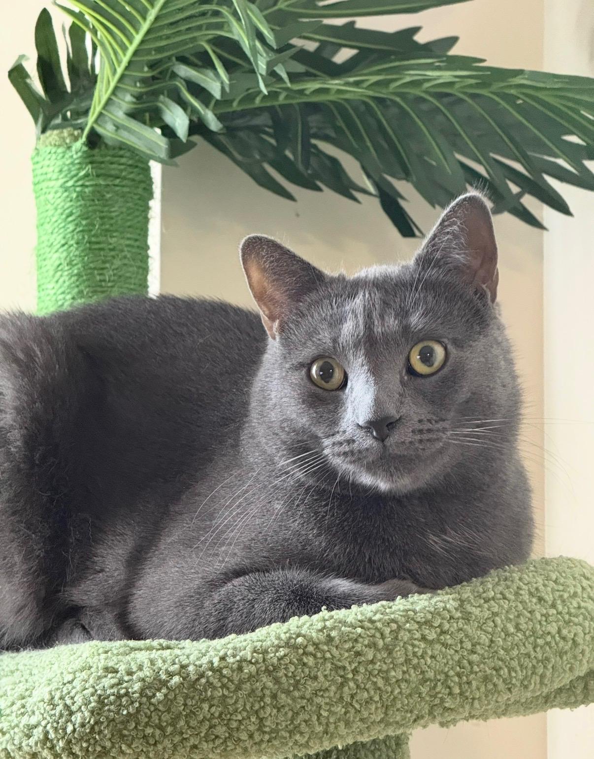 Enlarge Tuffy and Zinky , a ADOPTABLE mixed breed in Brooklyn, NY image 5/5