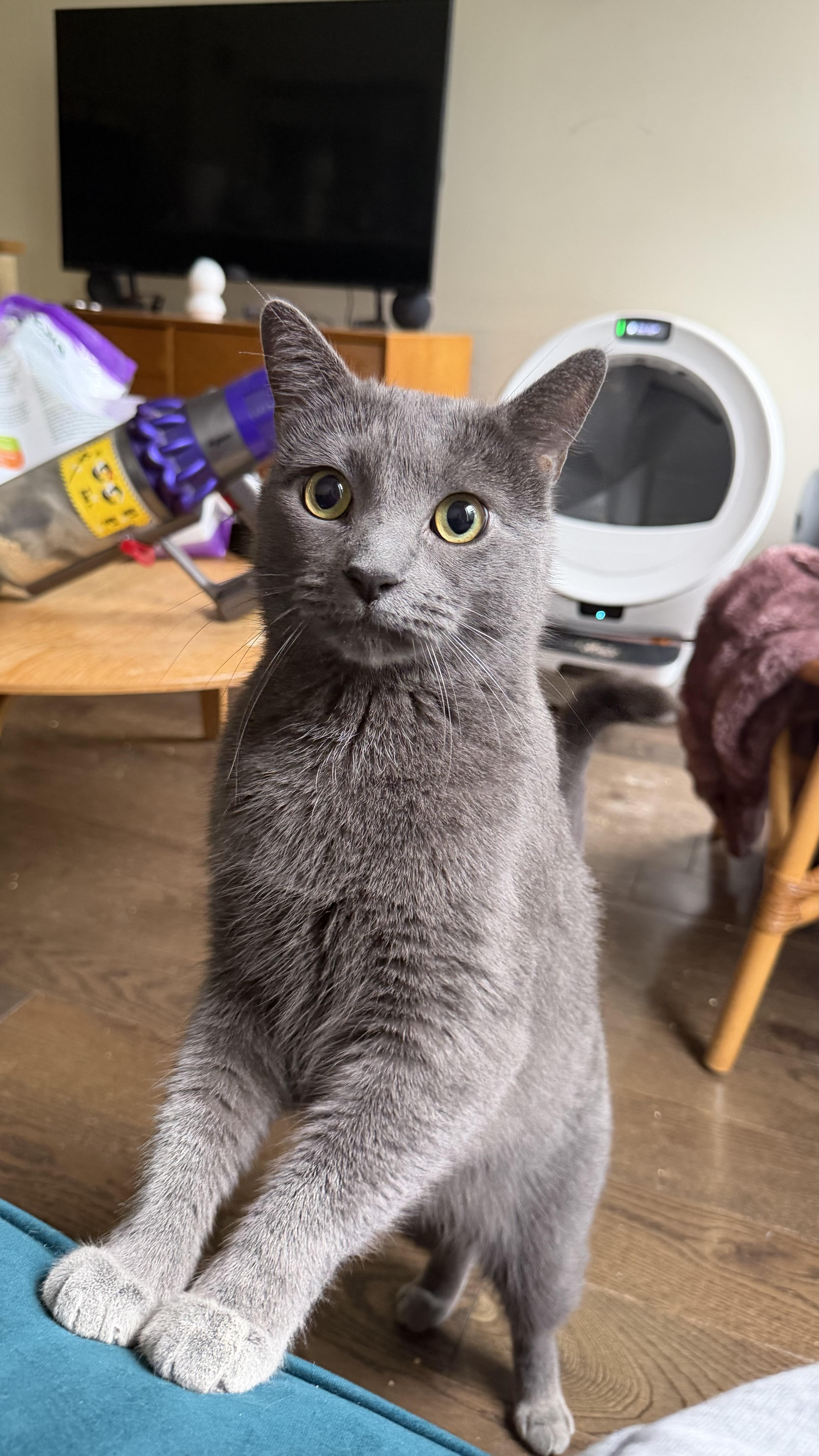 Zinky, a ADOPTABLE mixed breed in Brooklyn, NY image 1/6