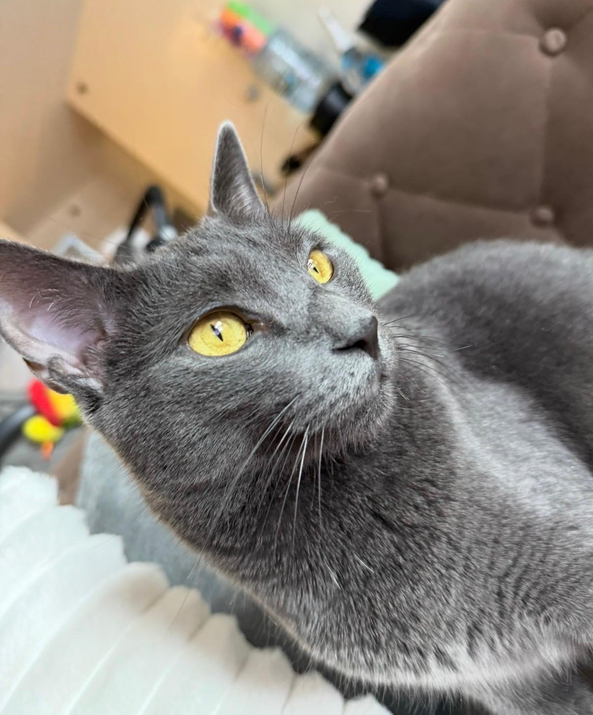 Enlarge Tuffy and Zinky , a ADOPTABLE mixed breed in Brooklyn, NY image 3/5