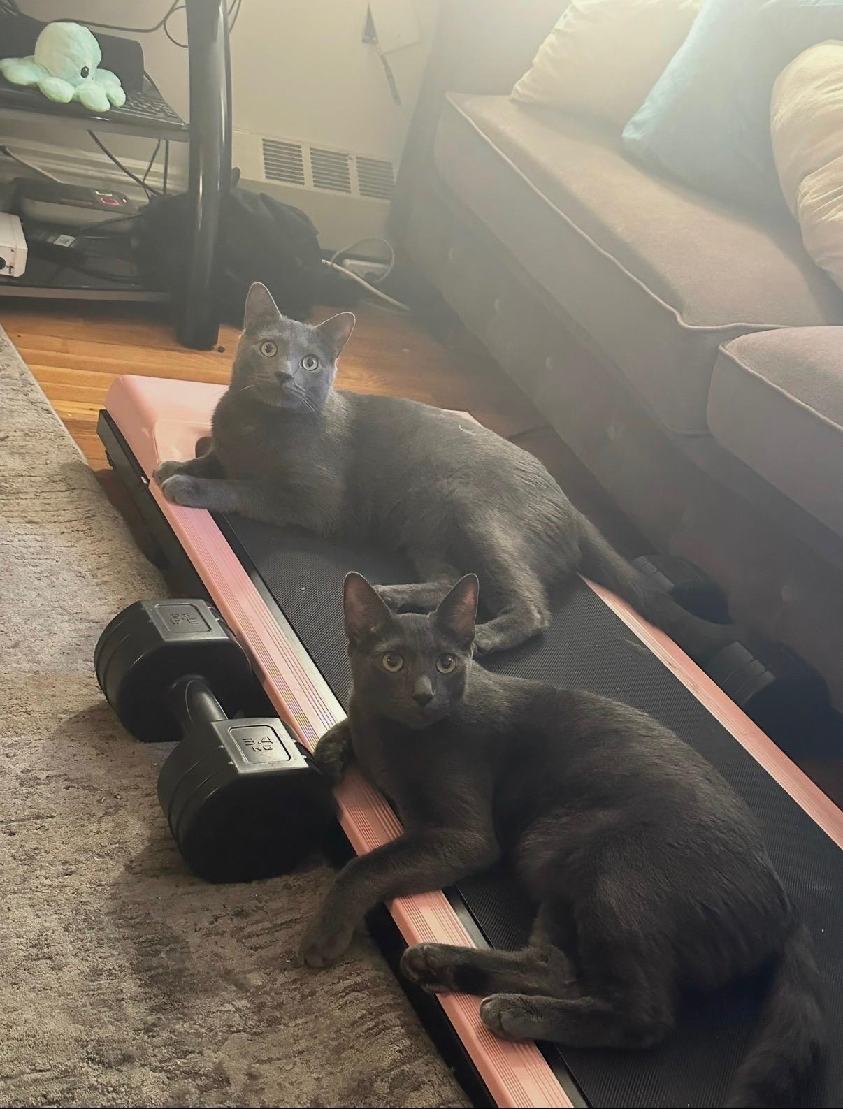 Enlarge Tuffy and Zinky , a ADOPTABLE mixed breed in Brooklyn, NY image 4/5