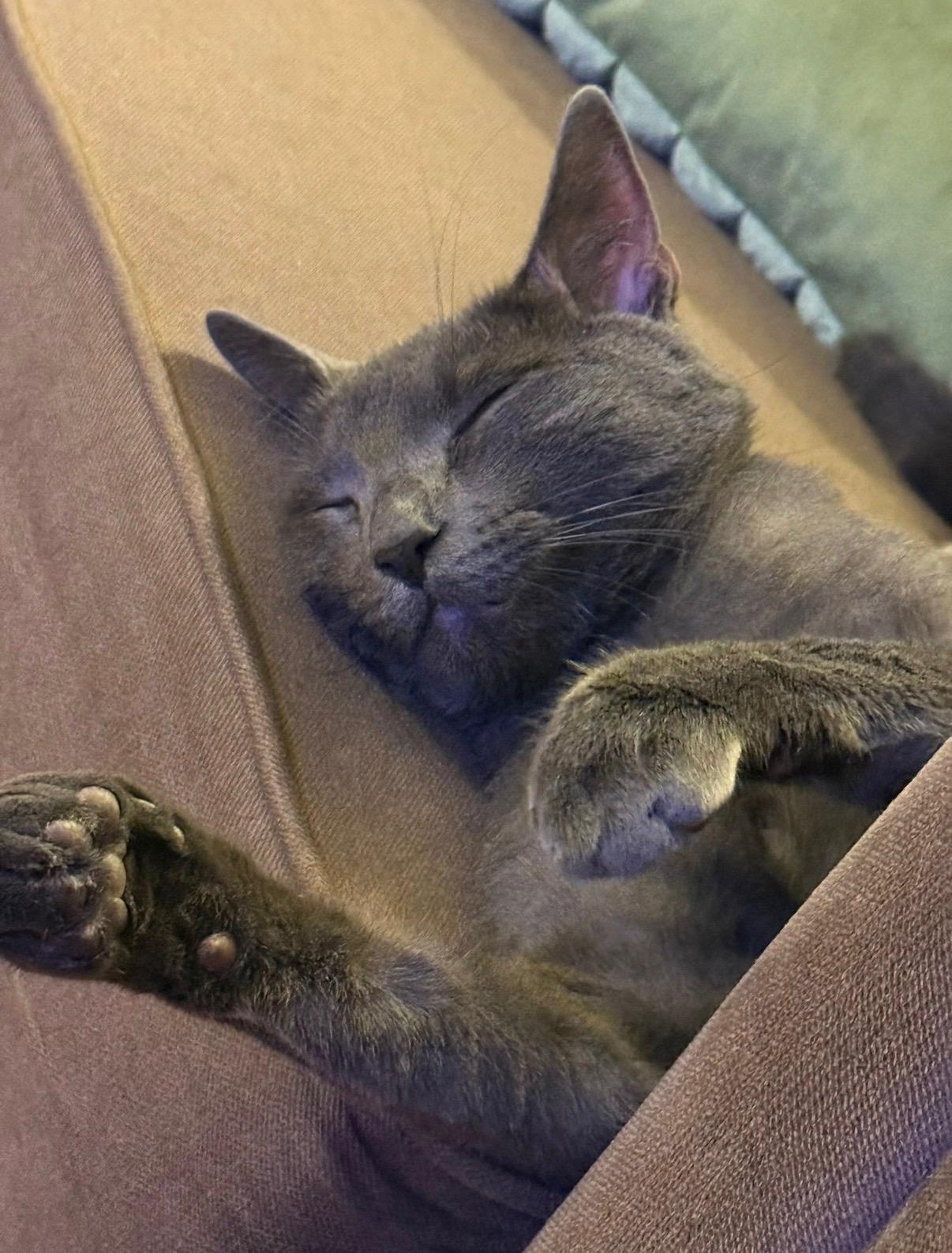 Enlarge Tuffy and Zinky , a ADOPTABLE mixed breed in Brooklyn, NY image 2/5