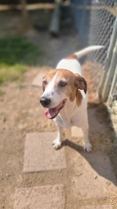 Sapphire, Adopted, Adult Female English Coonhound.