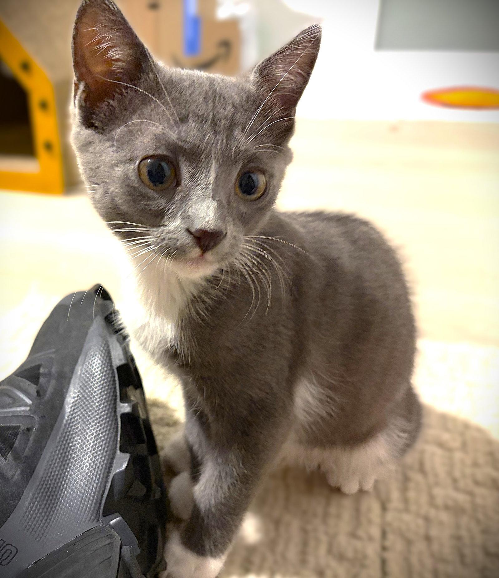 Lemieux, Adopted, Kitten Female Domestic Short Hair.